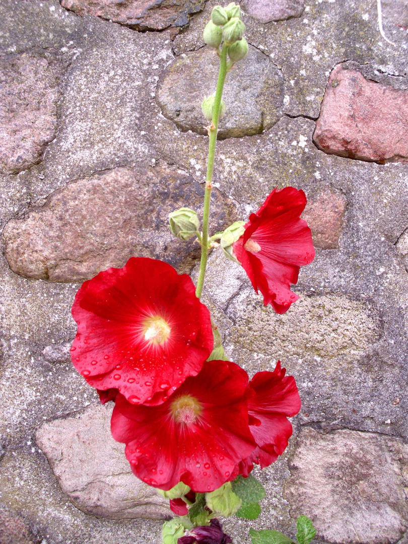 Blumen in Blankenese