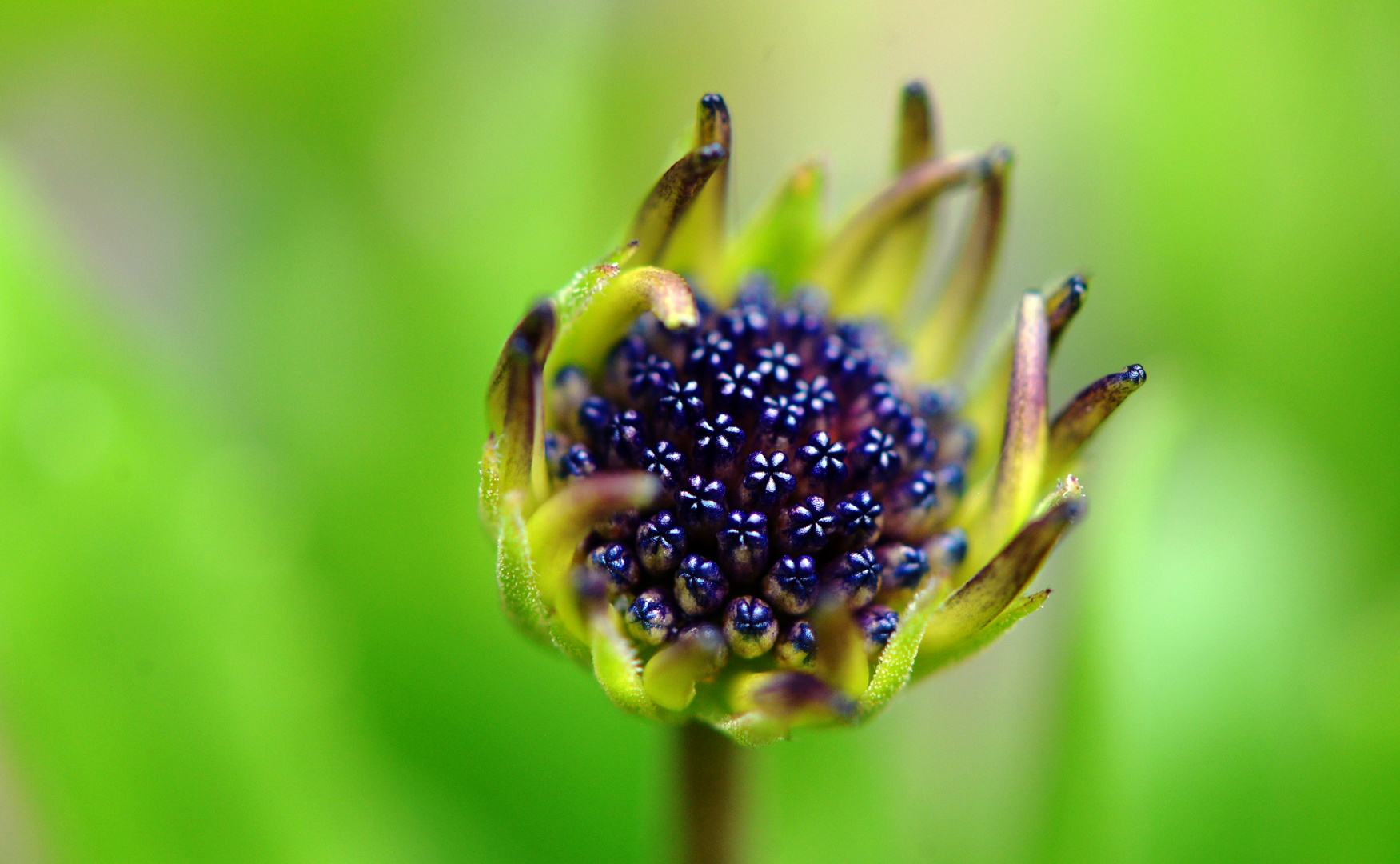 Blumen in Blume