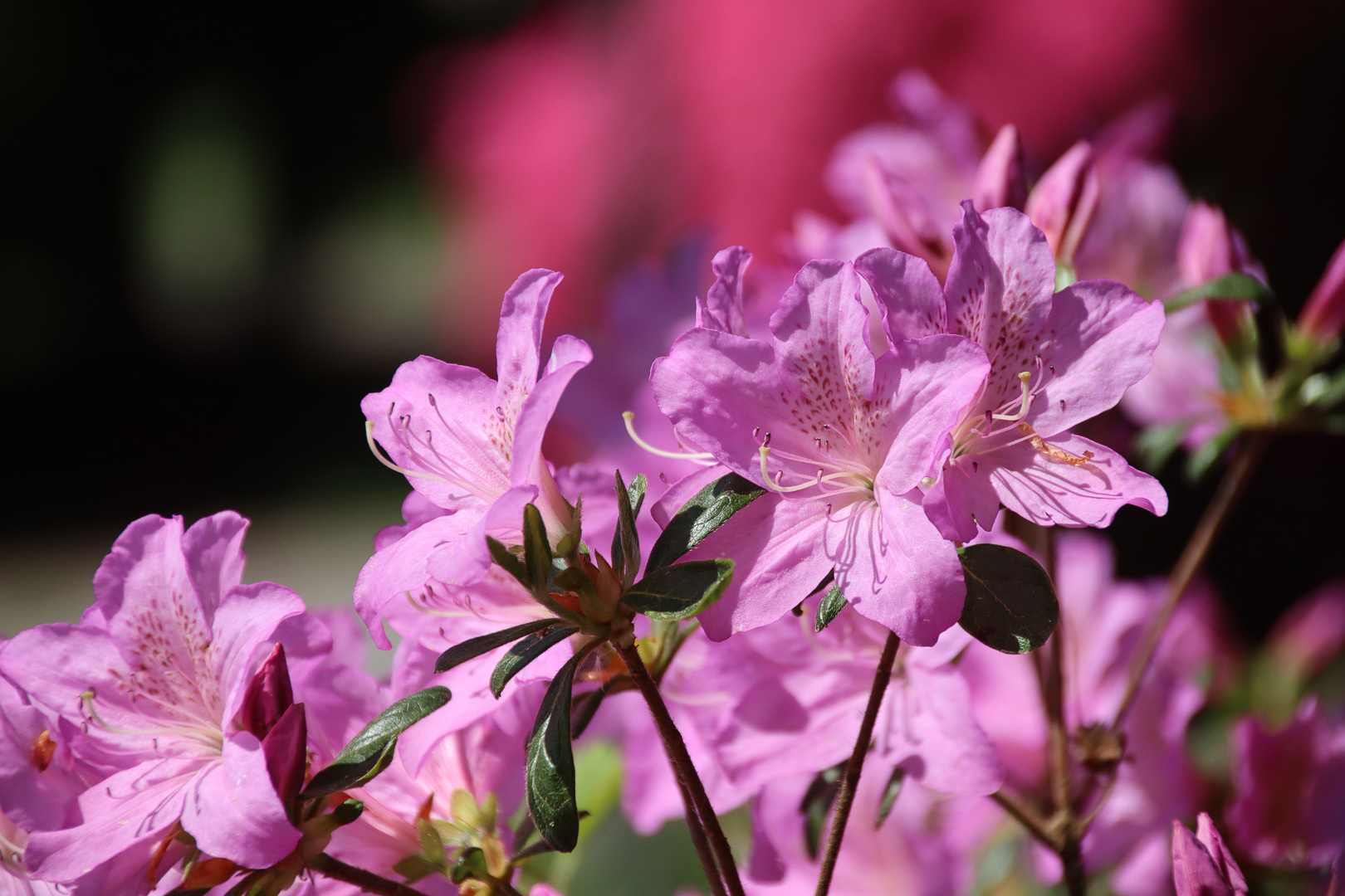 Blumen in botanischen Garten