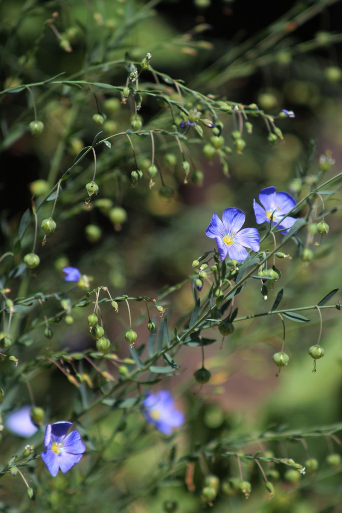 Blumen in Brise