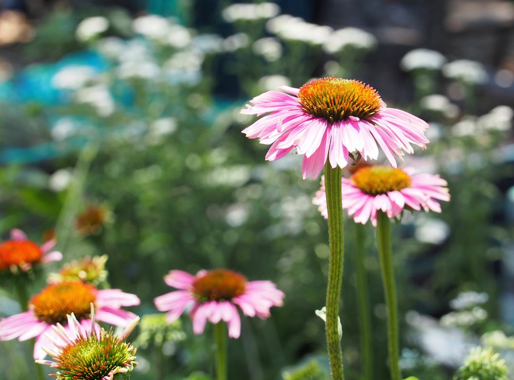 Blumen in Brooklyn 