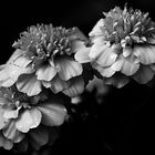 Blumen in b/w