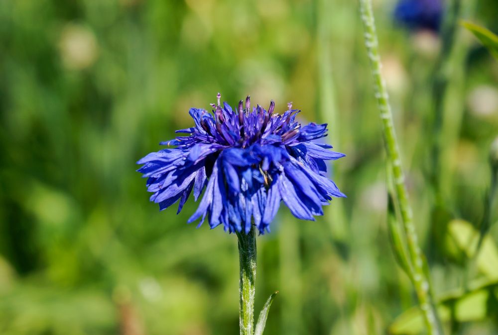 Blumen in den Alpen