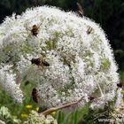 Blumen in den Alpen - 21.07.2015