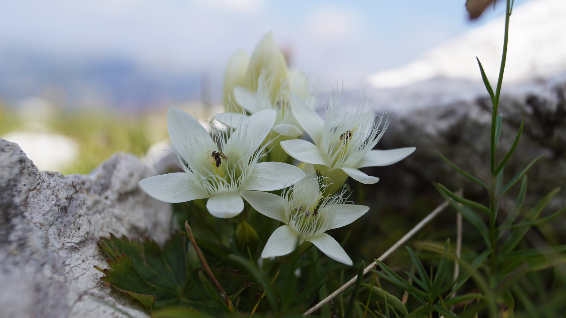 Blumen in den Alpen