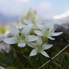 Blumen in den Alpen