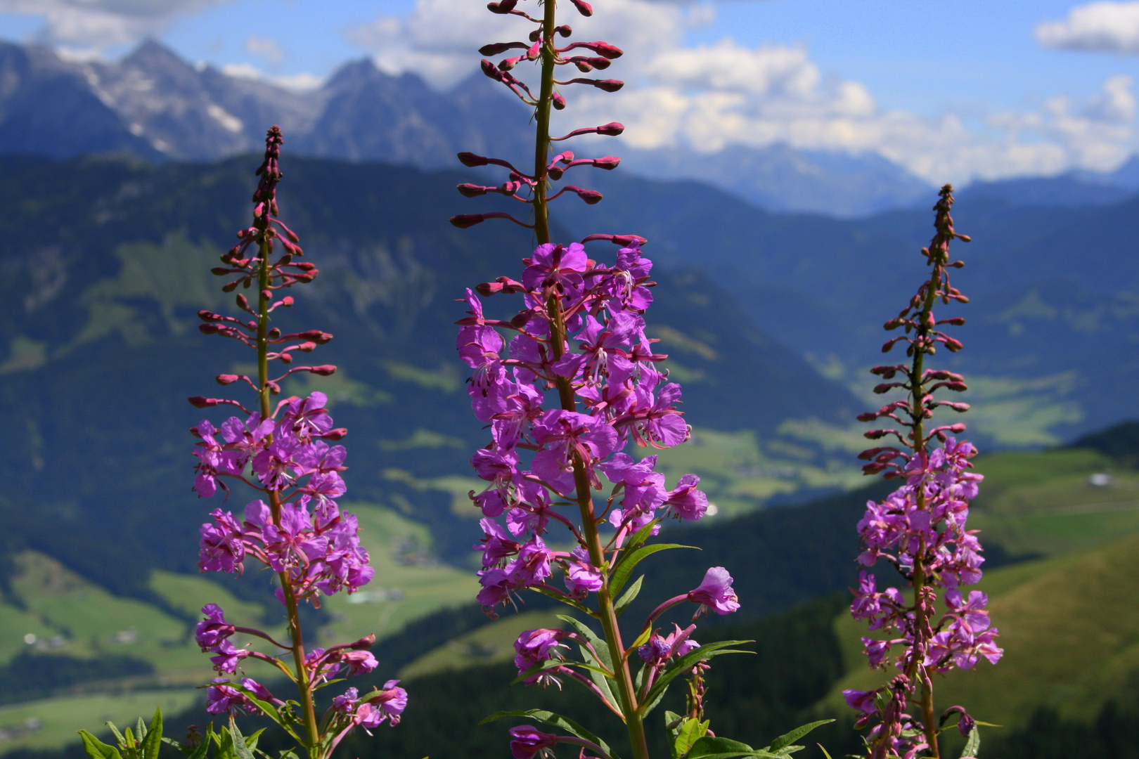 Blumen in den Bergen