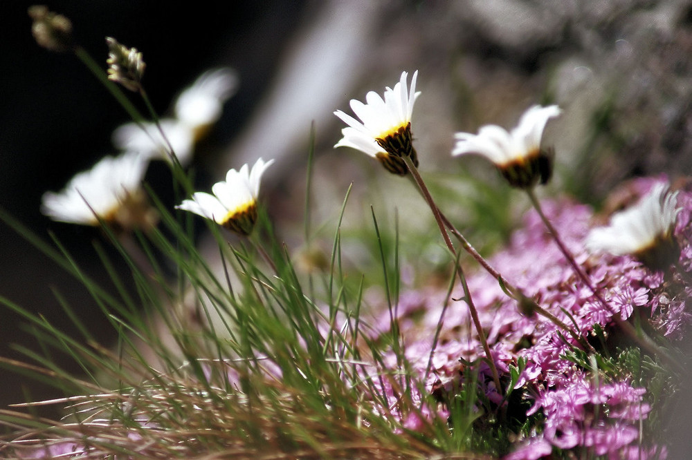 Blumen in den Bergen! Österreich