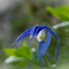 Blumen in den Dolomiten