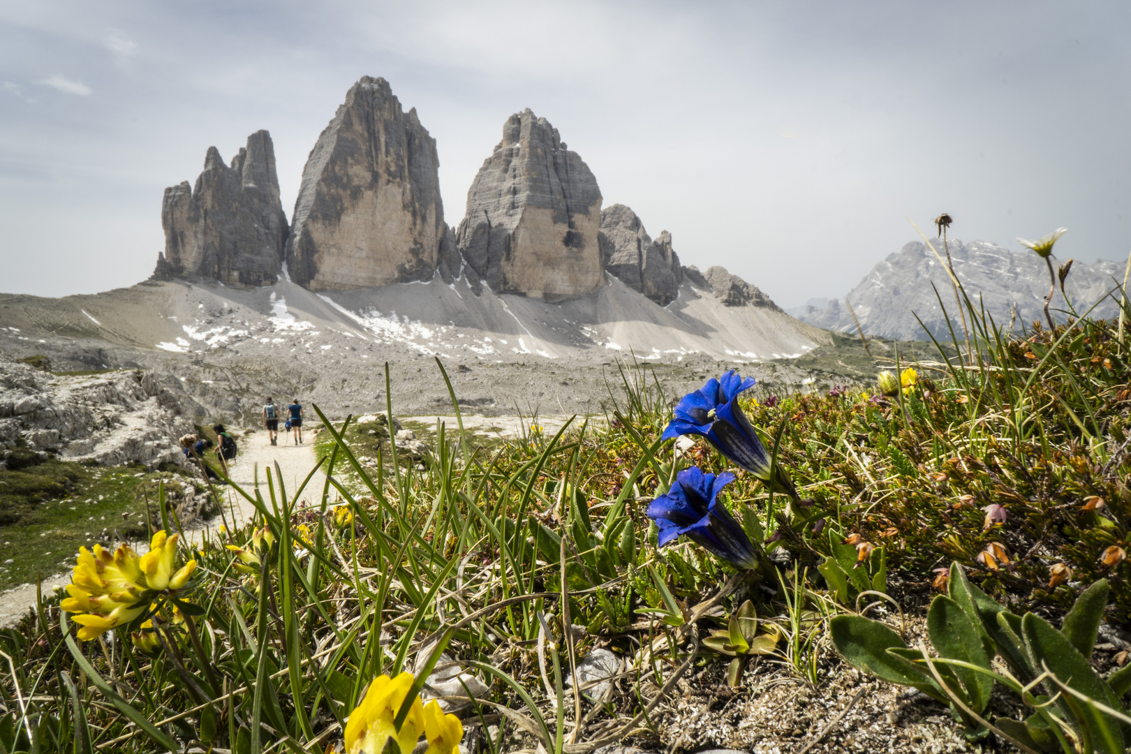 Blumen in den Dolomiten