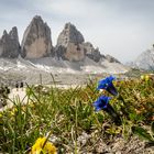 Blumen in den Dolomiten