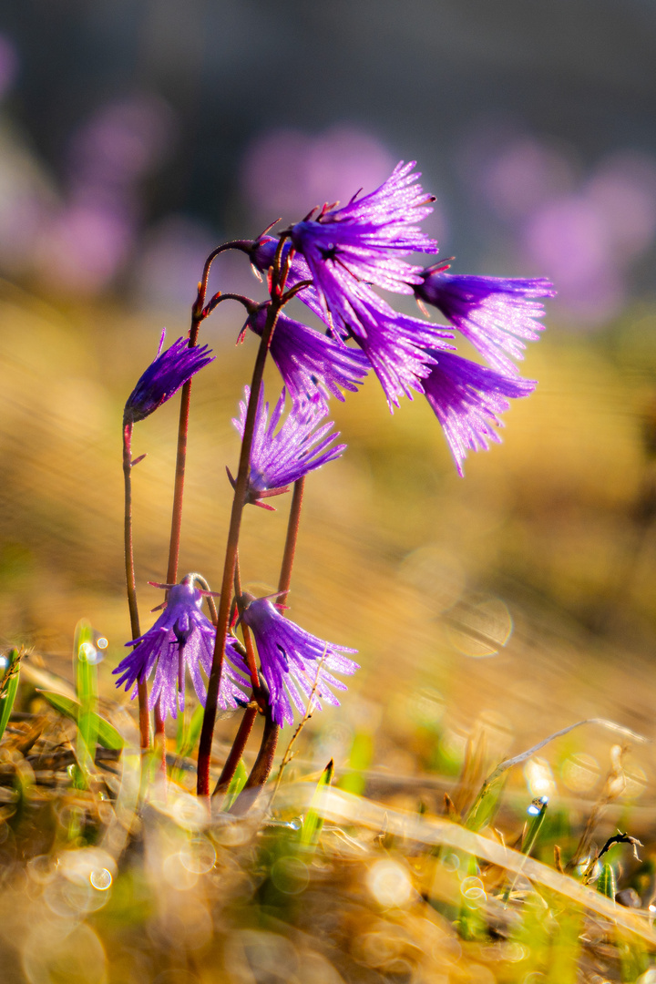 Blumen in den Dolomiten