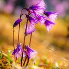 Blumen in den Dolomiten