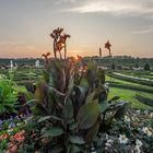 Blumen in den Herrenhäuser Gärten