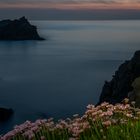 Blumen in der Abenddämmerung am Meer 