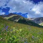 Blumen in der Bergwelt