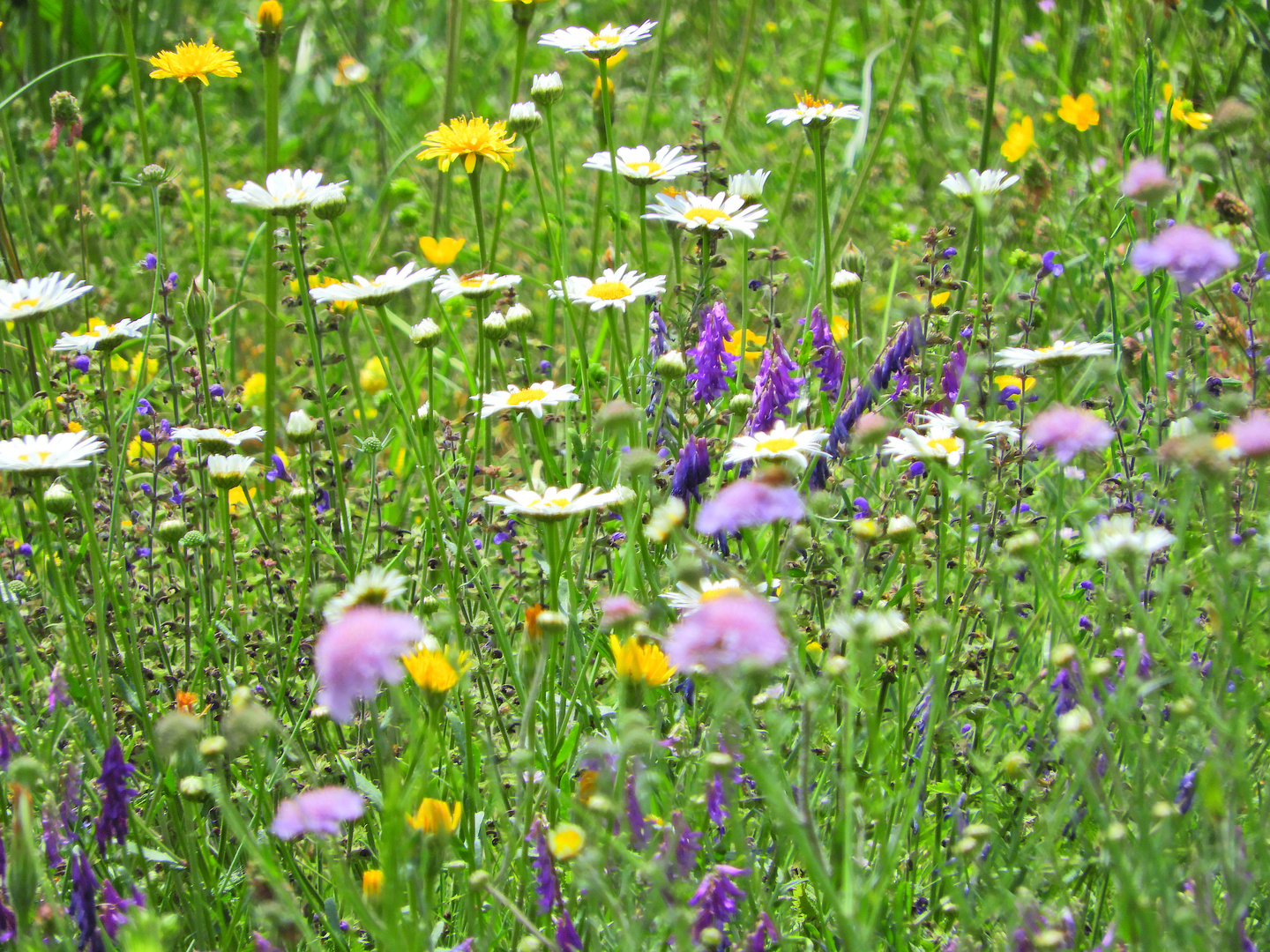 Blumen in der Blumenwiese