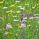 Blumen in der Blumenwiese