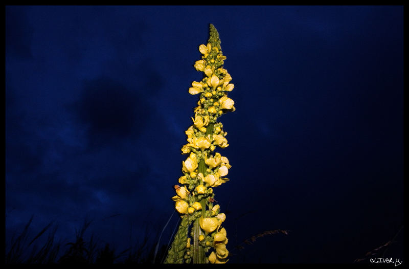 Blumen in der Dämmerung