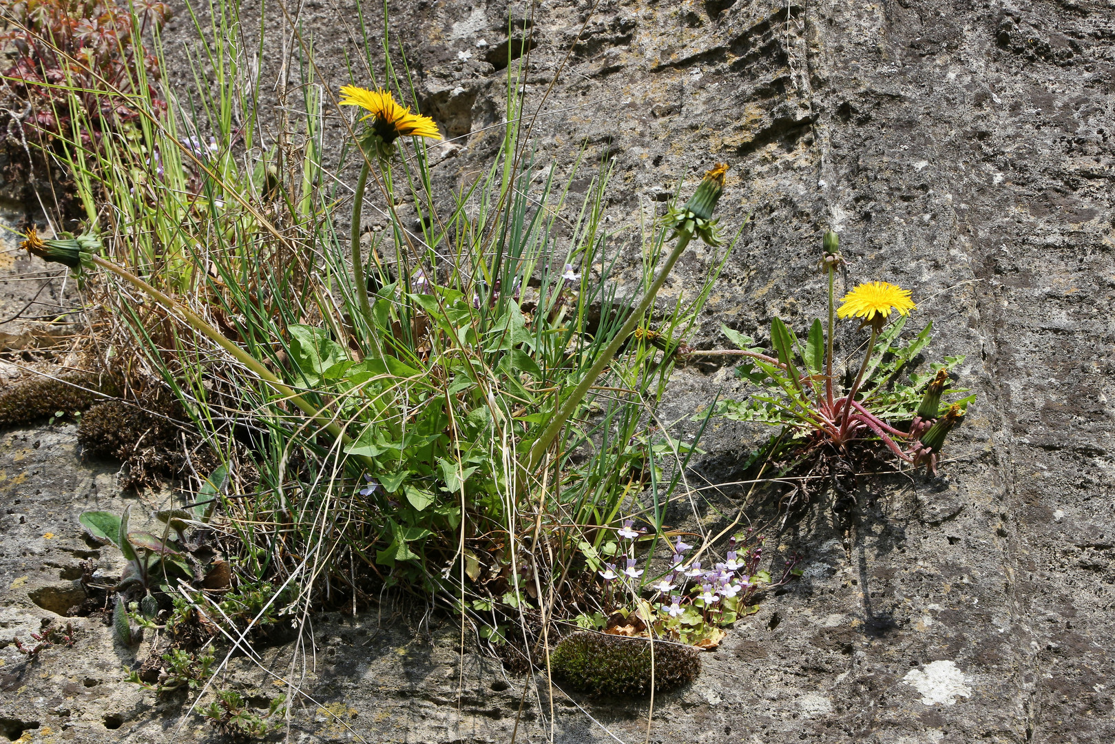 Blumen in der Felswand (2019_04_14_EOS 100D_4394_ji)