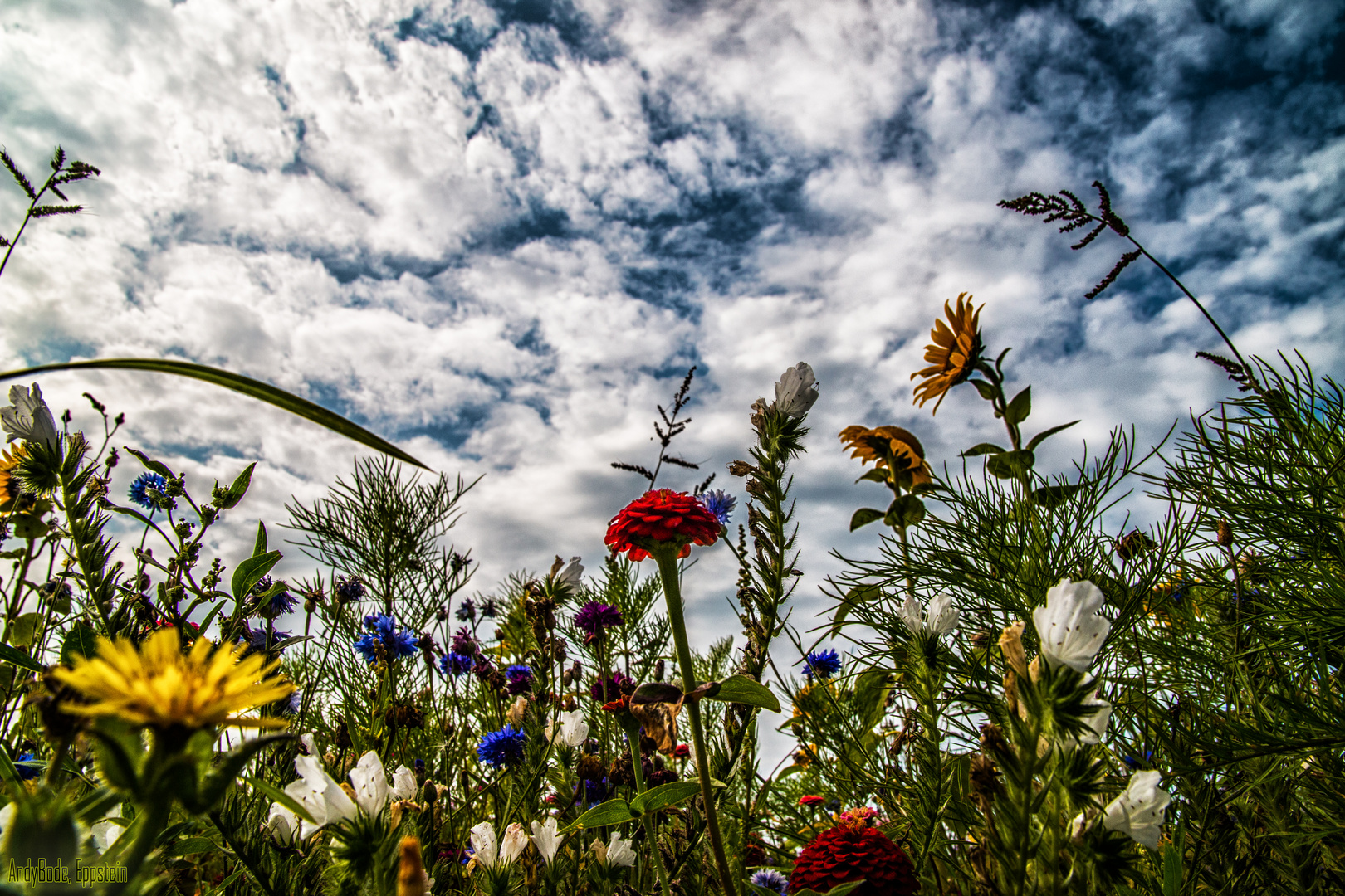 Blumen in der Finistere