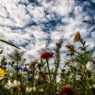 Blumen in der Finistere