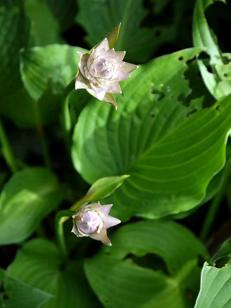 Blumen in der Flora 2