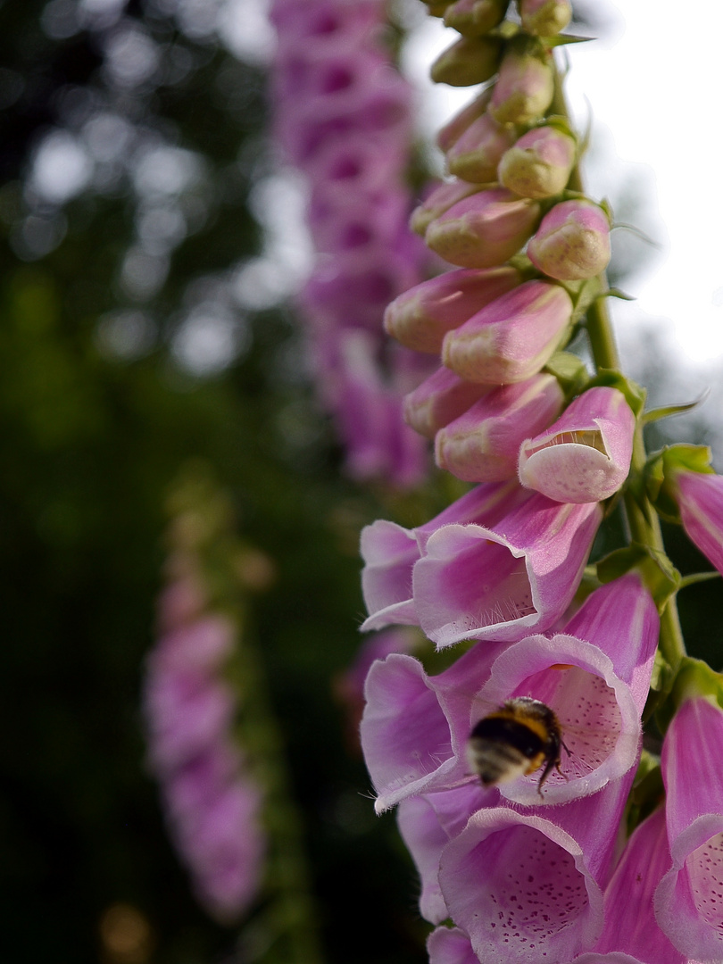 Blumen in der Flora 3