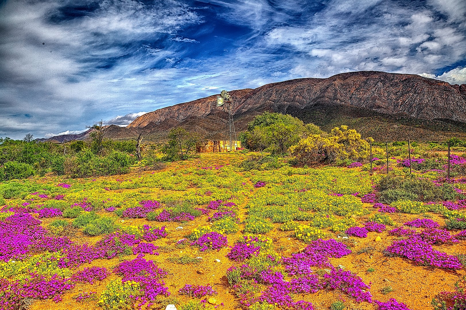 Blumen in der Grossen Karoo