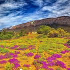 Blumen in der Grossen Karoo