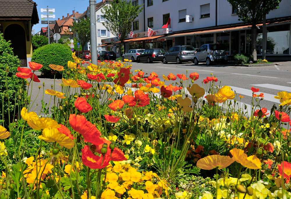 Blumen in der Hauptstraße zu Weil a. Rhein