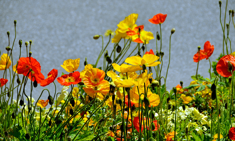 Blumen in der Hauptstraße zu Weil a. Rhein Nr.2