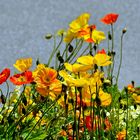 Blumen in der Hauptstraße zu Weil a. Rhein Nr.2