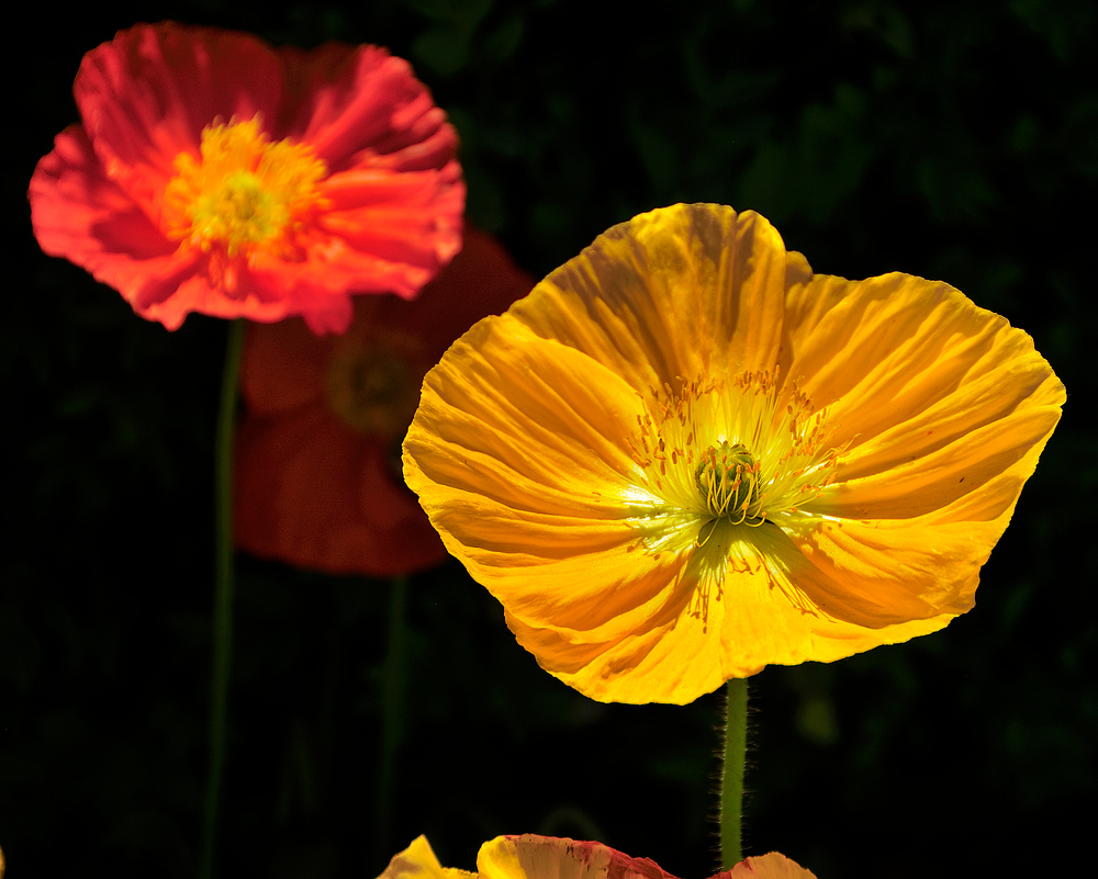 Blumen in der Hauptstraße zu Weil a. Rhein Nr.3