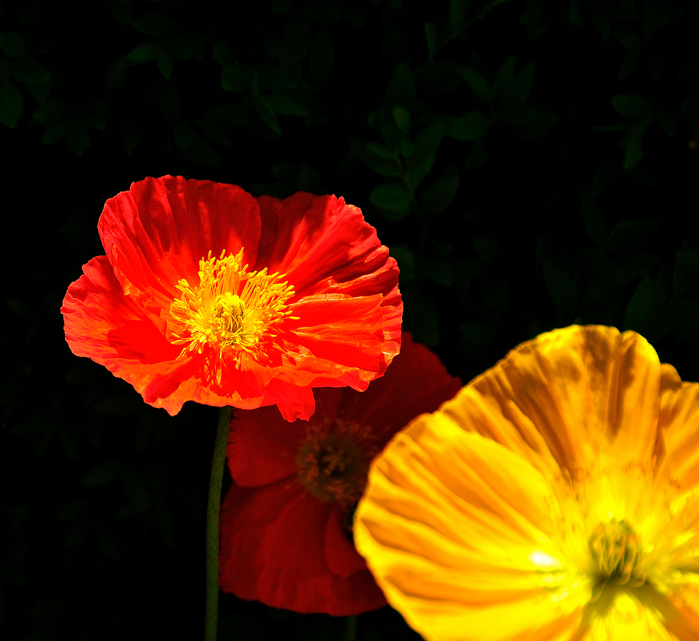 Blumen in der Hauptstraße zu Weil a. Rhein Nr.4