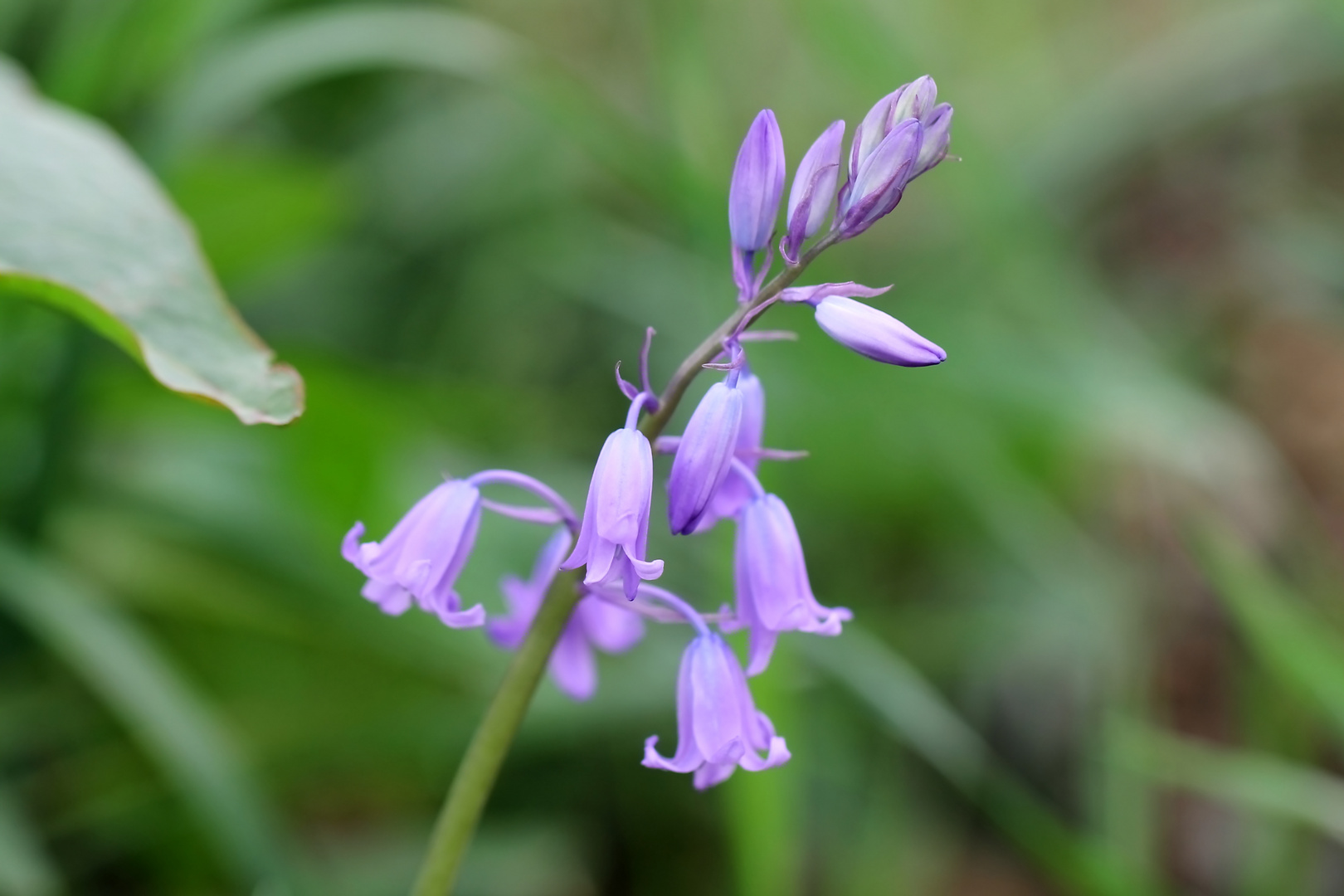 Blumen in der Kiesgrube