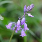 Blumen in der Kiesgrube