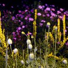 Blumen in der Nacht