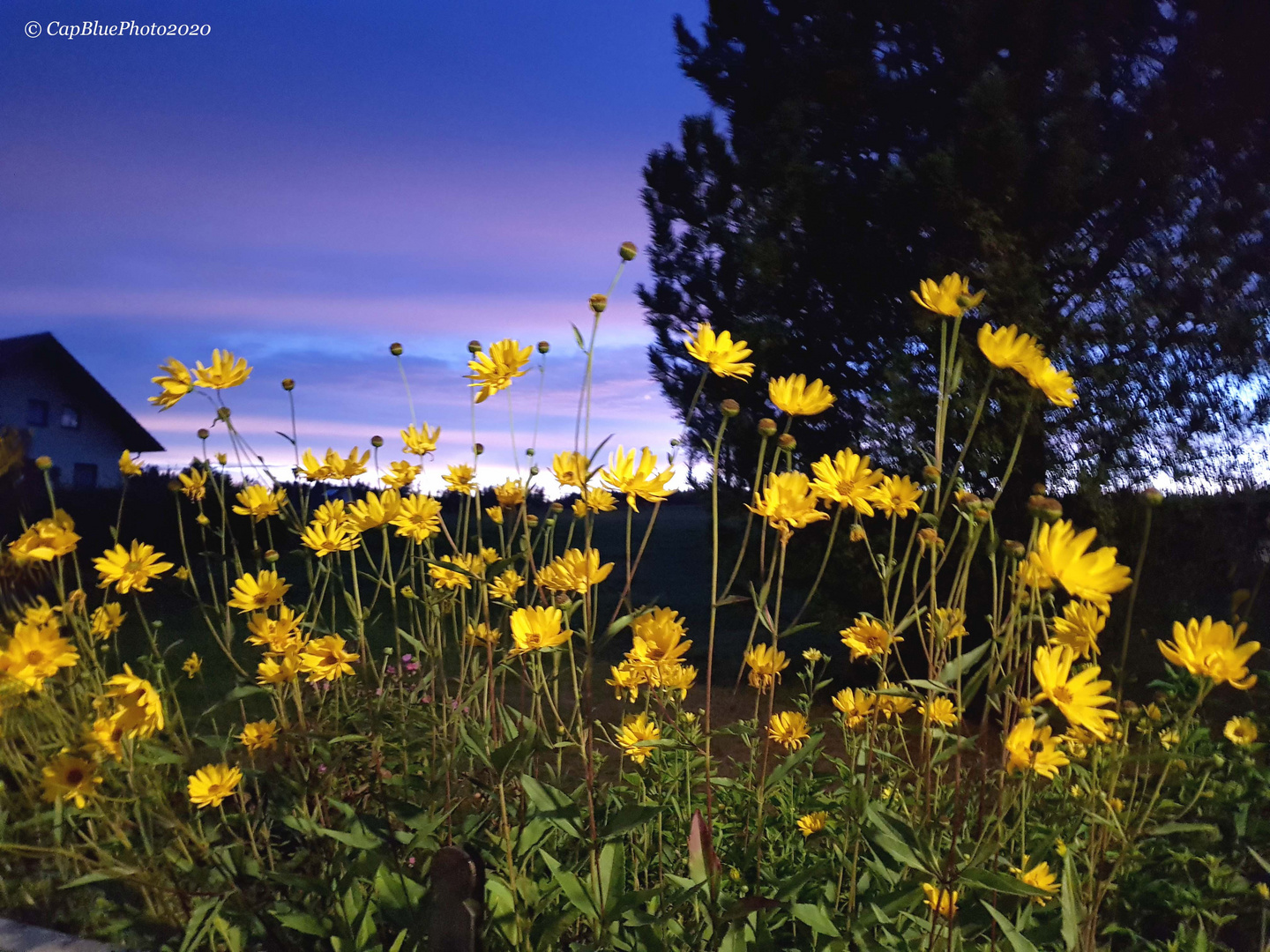 Blumen in der Nacht bei Seewald-Besenfeld