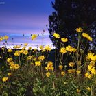 Blumen in der Nacht bei Seewald-Besenfeld