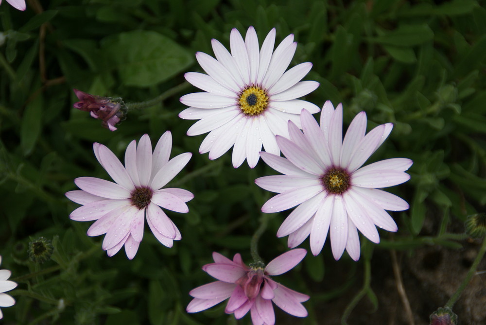 Blumen in der Natur