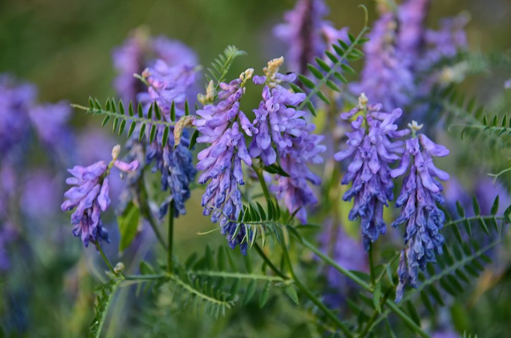 Blumen in der Natur