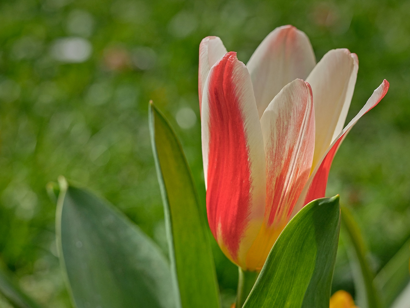 Blumen in der Rheinhessen-Fachklinik