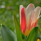 Blumen in der Rheinhessen-Fachklinik