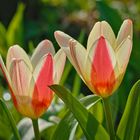 Blumen in der Rheinhessen-Fachklinik