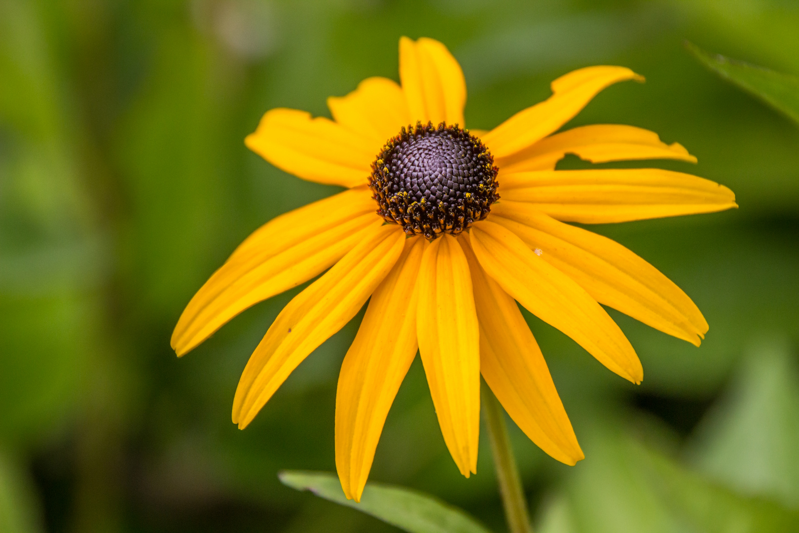 Blumen in der Rheinhessen-Fachklinik