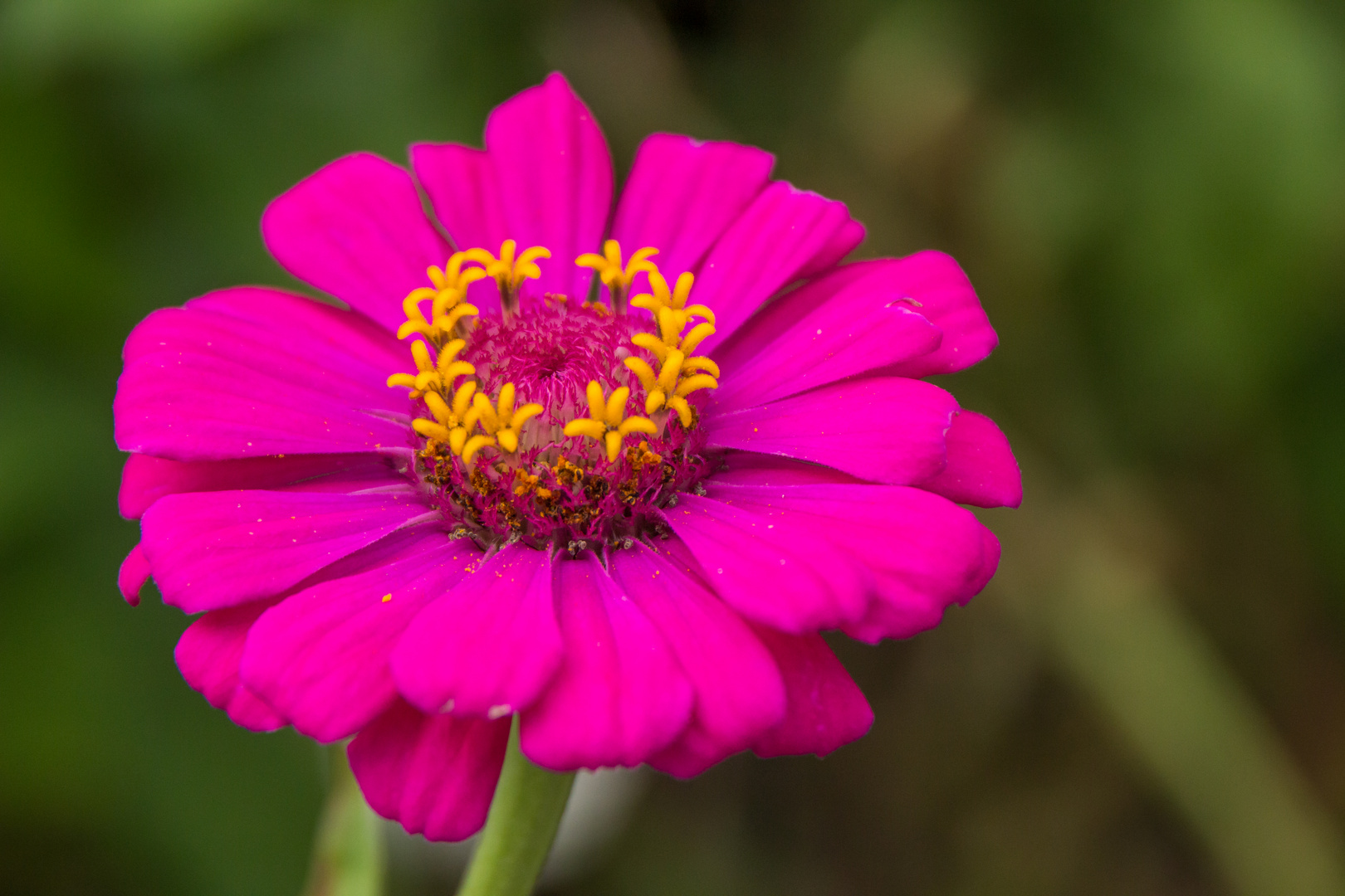 Blumen in der Rheinhessen-Fachklinik