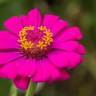 Blumen in der Rheinhessen-Fachklinik