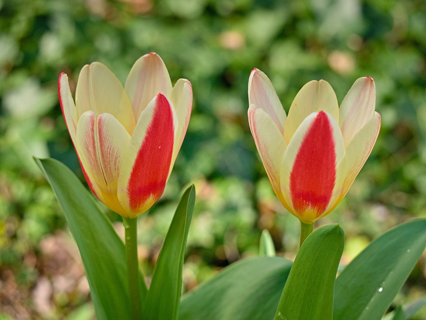 Blumen in der Rheinhessen-Fachklinik