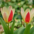 Blumen in der Rheinhessen-Fachklinik